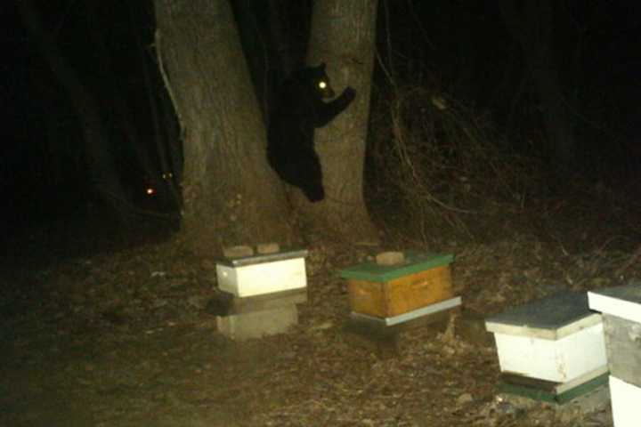 A bear at Peter Pratt&#x27;s Inn in Yorktown. A bear was spotted in Ossining.