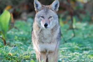 Darien Police Warn Of Increased Coyote Sightings