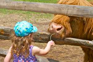 Stamford Museum & Nature Center Ushers In Spring With Farm Festival
