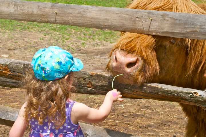 Stamford Museum & Nature Center Ushers In Spring With Farm Festival