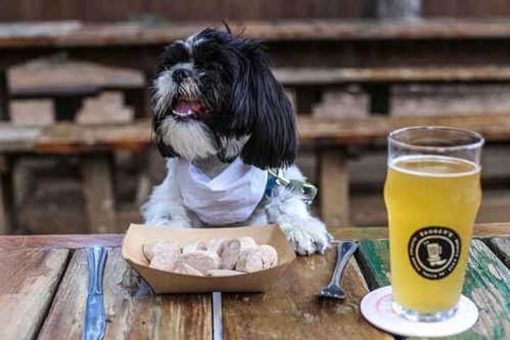 Should Dogs Be Allowed At Restaurants, Putnam?