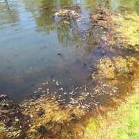 <p>The minnows keep mosquitoes away from ponds.</p>