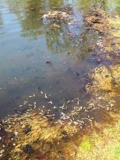 Westchester County Provides Free Minnows For Mosquito Control