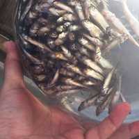 <p>The Westchester County Health Department will give away 200 pounds of fathead minnows this week.</p>