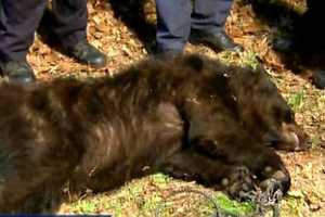 200-Pound Black Bear Causes Stir In Yonkers