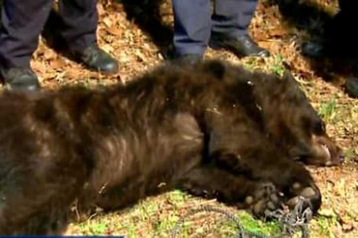 200-Pound Black Bear Causes Stir In Yonkers