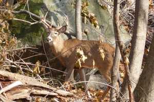 Deer Defense Group Sues Westchester, Rye, Mamaroneck To Halt Hunting Plans