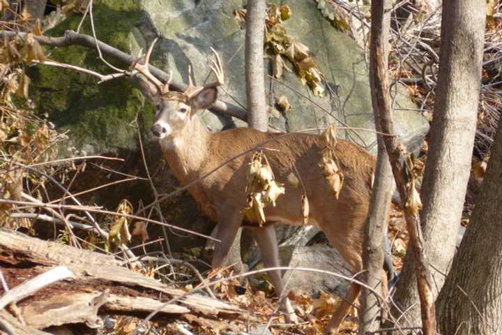Deer Defense Group Sues Westchester, Rye, Mamaroneck To Halt Hunting Plans