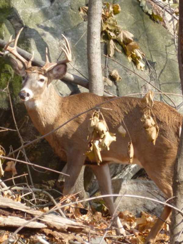 Putnam County Resident’s Request To Ban Hunting Denied