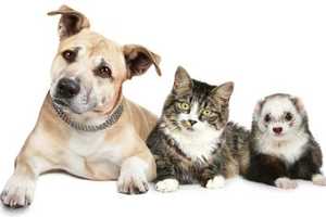 Norwalk Animal Control Sponsors Rabies Clinic 