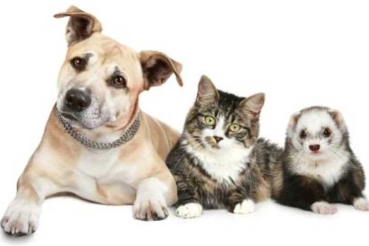 Norwalk Animal Control Sponsors Rabies Clinic 