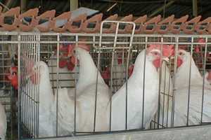 Bird Flu Leads To Surge In Egg Prices