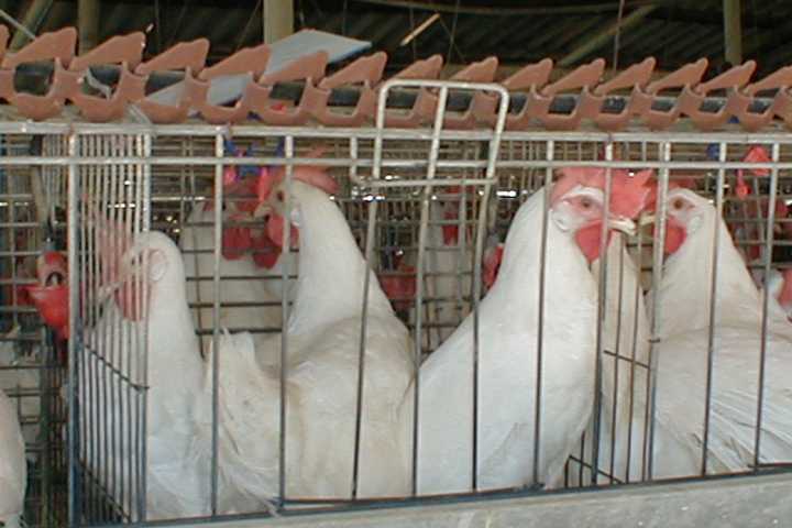 Bird Flu Leads To Surge In Egg Prices