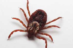 Threat Of Tick-Borne Diseases Serious, Growing In Fairfield, Says Report 