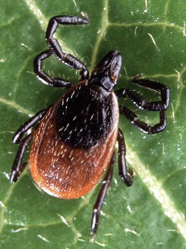 Threat Of Tick-Borne Diseases Grows, Report Says 