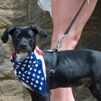 <p>Even pets were showing their patriotism.</p>