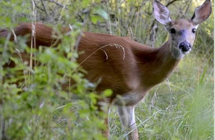 A white-tailed deer in Somers.