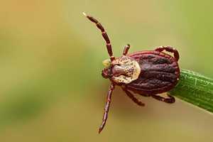 Westport Urgent Care Doctor Offers Tips To Prevent Tick Bites