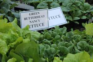 Ossining's Teatown Sponsors Forum On Local Food Production