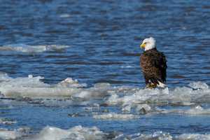 Bald Eagles Are Back In Big Way In Westchester, Hudson Valley