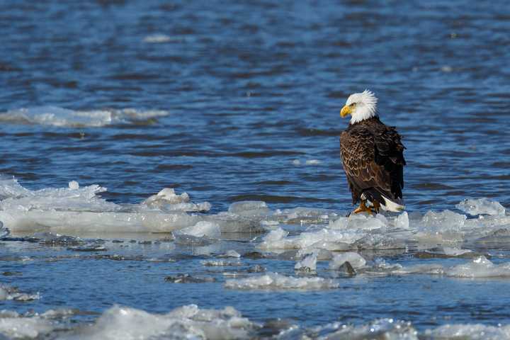 Bald Eagles Are Back In Big Way In Westchester, Hudson Valley