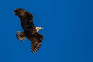 Bald Eagles Back In Big Way In Putnam, Hudson Valley