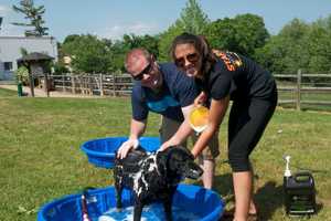 Pets Enjoy Their Day In The Sun At Stamford's Doggy Day Palooza