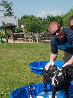 Doggy Day Palooza Invades Stamford Park For Fundraiser