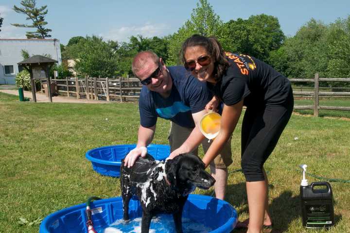 Pets Enjoy Their Day In The Sun At Stamford's Doggy Day Palooza