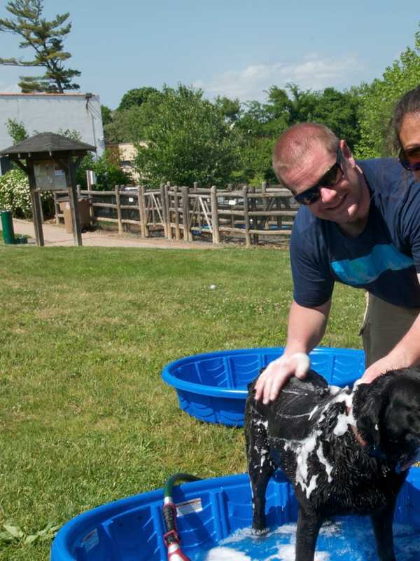 Doggy Day Palooza Invades Stamford Park For Fundraiser
