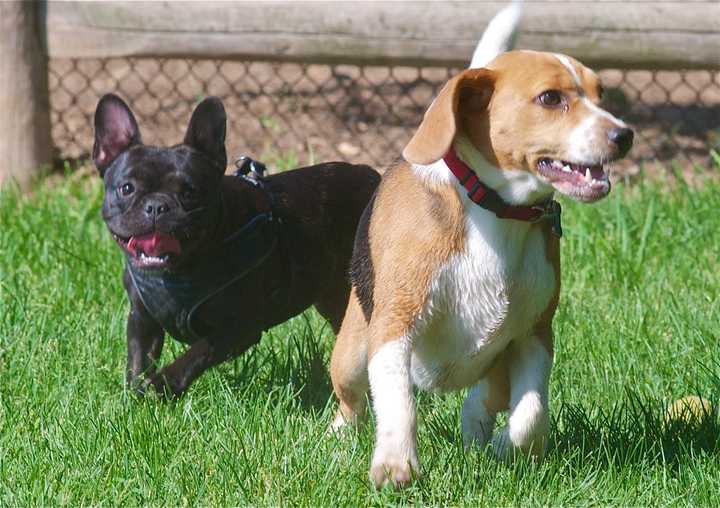 Dogs will love the chance to get outside and enjoy the nice weather expected this week in Fairfield County