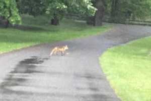 Fox Spotted Wandering About In Darien