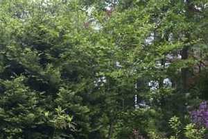 Join Garden Club of New Rochelle's June Blooms! Tour
