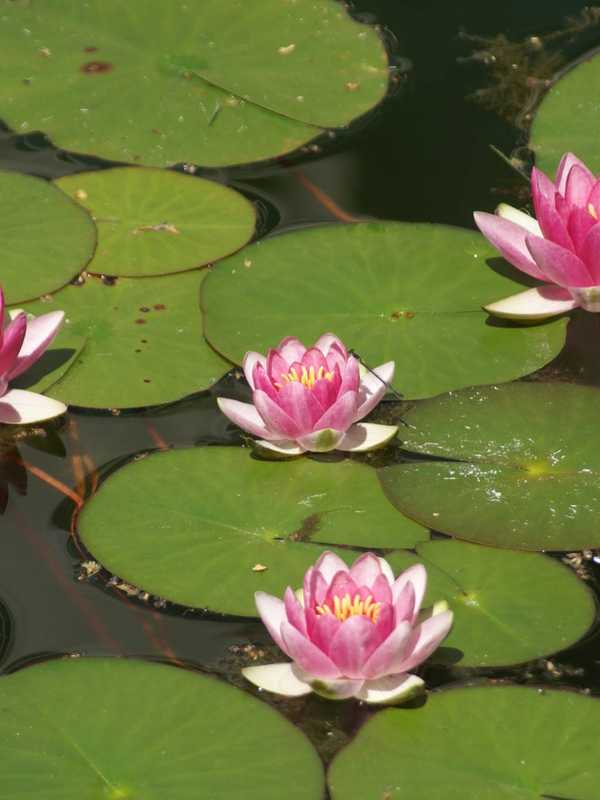 Nonprofit Looks For Locations For Putnam County Secret Garden Tour
