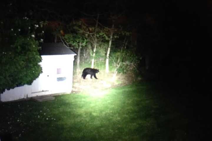 Bear Spotted Near Boy Scout Reservation In Greenwich