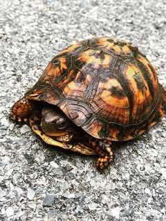 Bruce Willis' Wife Startled By Finding Turtle In Bedford Driveway
