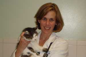 Norwalk Vet Calls Aggressive Cat Behavior Rare After Standoff In Stamford