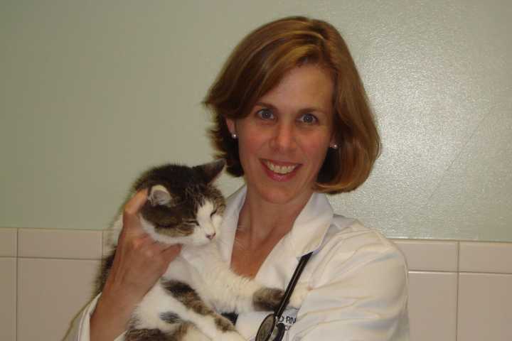Norwalk Vet Calls Aggressive Cat Behavior Rare After Standoff In Stamford