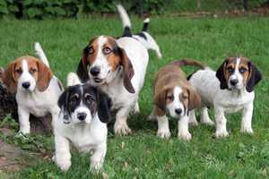 Dozens Of Puppies Are Up For Adoption At Harrison's Pet Rescue