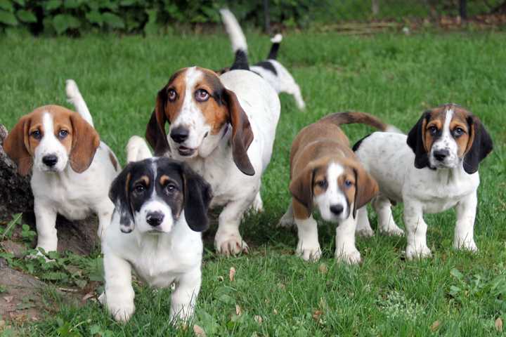 Dozens Of Puppies Are Up For Adoption At Harrison's Pet Rescue