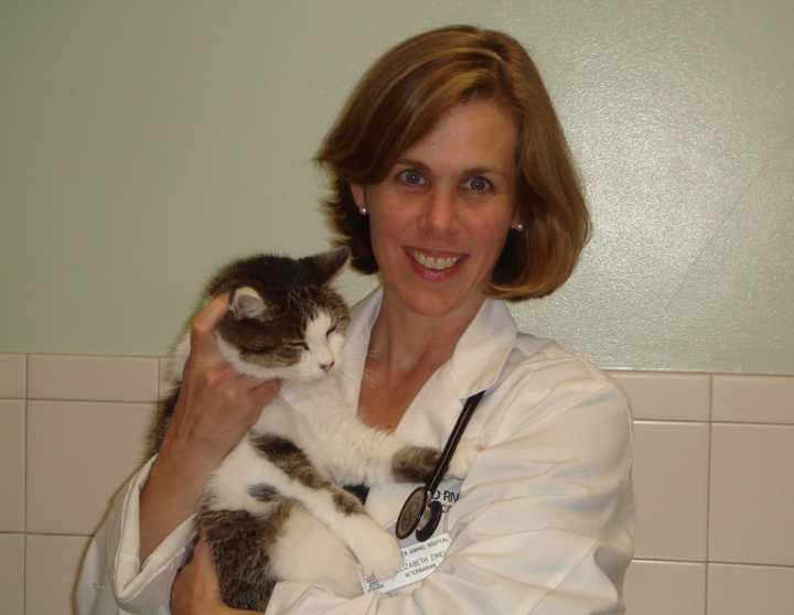 Elizabeth Zimels, a veterinarian at Broad River Animal Hospital in Norwalk, says it is rare but cats can become aggressive after giving birth. 