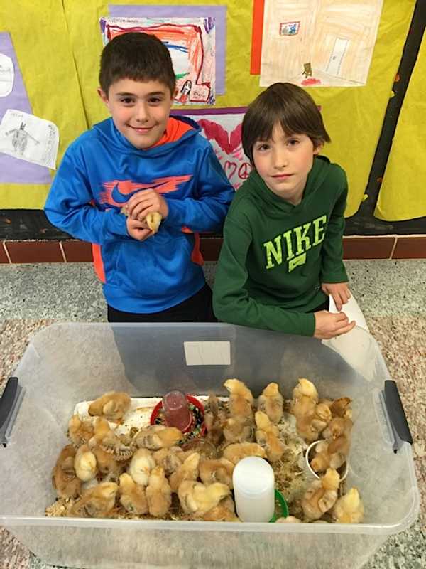 Pound Ridge Elementary Hosts Chick Incubation Program