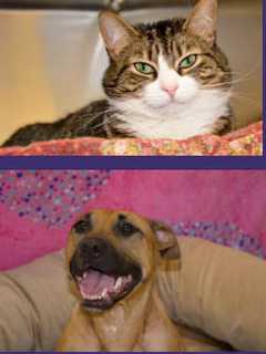 Rabies Vaccination Clinic Offered In Greenwich