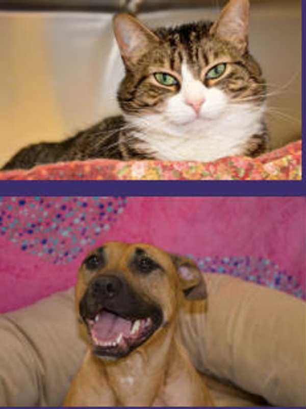 Rabies Vaccination Clinic Offered In Greenwich