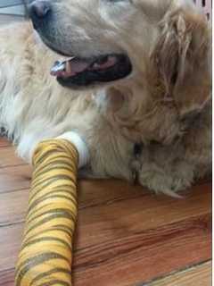 Brewster Guide Dog Recovering After Shielding Owner From Being Hit By Bus
