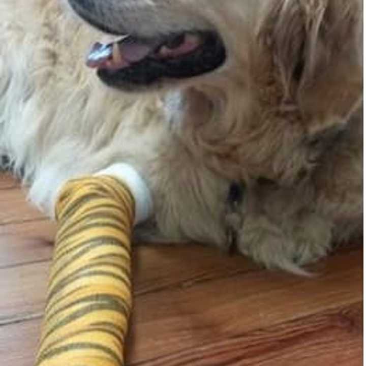 Figo, a golden retriever, who helped protect his blind owner from an oncoming school bus, is recovering at Middlebranch Veterinary Hospital in Southeast. 