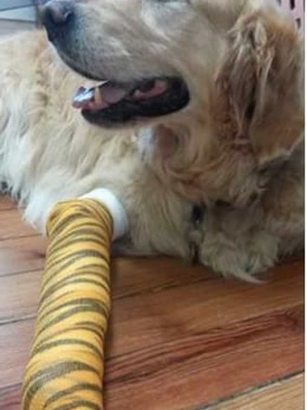 Brewster Guide Dog Recovering After Shielding Owner From Being Hit By Bus