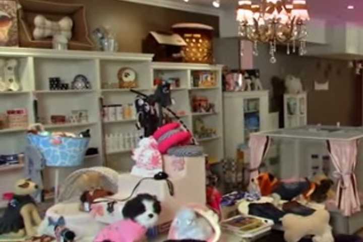 Furrylicious Pet Salon Celebrates Year Anniversary In Scarsdale