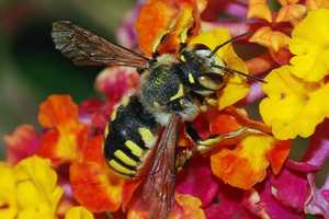 Beekeeper Pays A Visit To Danbury Library