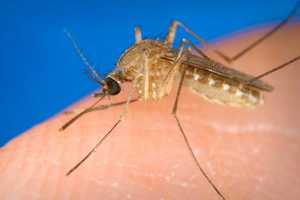 If Mosquitoes Bite You, It May Be In Your Genes